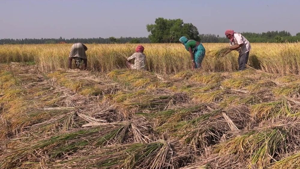 four people cutting crops
